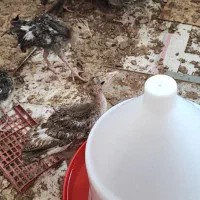 نیمچه بوقلمون برنز دوماهه