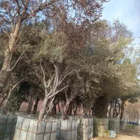 کاشت کاشتن نهال مو درخت گل درمزار دربهشت بهشت زهرا