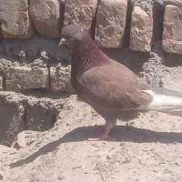 کفتر