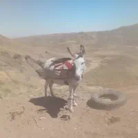 الاغ