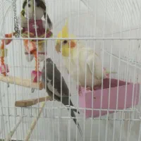 فروش یک جفت عروس هلندی