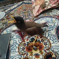 جوجه مینا دونخور شاه تخم