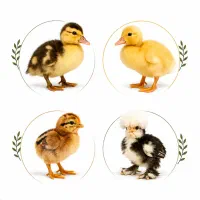 جوجه گلپایگان  و اردک پکنی و مسکویی سالم و سرحال