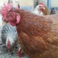 مرغ تخم گذار