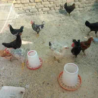 فروش مرغ