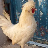 یه جفت مرغ و خروس کاکلی و پاپر
