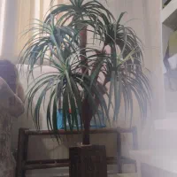 درختچه نخل مصنوعی 5 شاخه