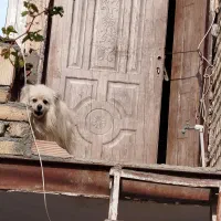 به علت نداشتن جا دارم میفروشمش