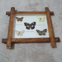 قاب پروانه طبیعی
