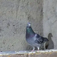 ماده المانی پلاکی