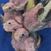 بچه عروس هلندی
