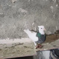 یک جفت طوقی درجه یک