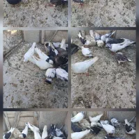 کفتر ت هرانی
