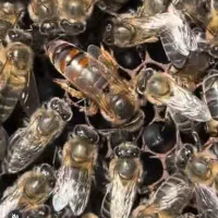 کندوی اصل از بهترین لاین وارداتی 4500