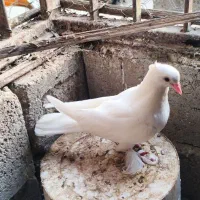 کبوتر گره