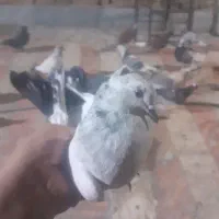 فروش ۱۱ عدد کفتر گرفتنی