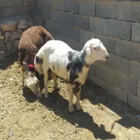 بره قوچی
