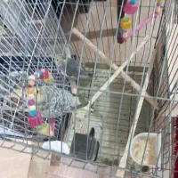 پرنده عروس هلندی