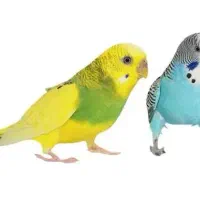 مرغ عشق
