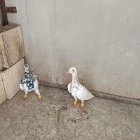 نروماده یهودی هفترنگ