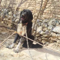 توله سگ نر قدرجونی