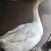 غاز و خروس