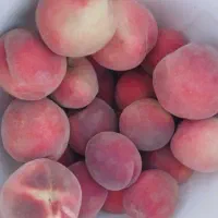 خشکبار کلی و جزئی