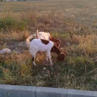بز    جنس عالی