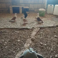 کفتر