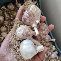 سیر‌ تازه‌ ‌و‌بدون‌خرابی‌  قیمت‌150000