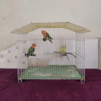 یک جفت طوطی برزیلی یونیک گلد