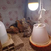 جوجه محلی