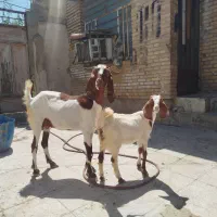 بز نیدی