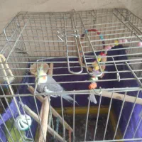 عروس هلندی سخنگو