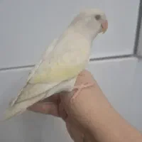 تعدادی  جوجه طوطی برزیلی دستی