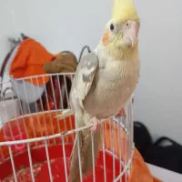 پرنده