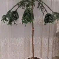 گل مطبق