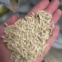 جو ایرانی