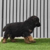 سگ ژرمن شپرد کینگ سایز فوق العاده