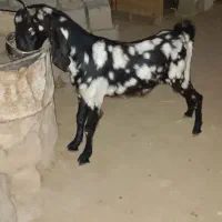 بزغاله عربی