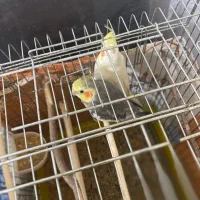 طوطی عروس هلندی