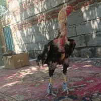 خروس لاری