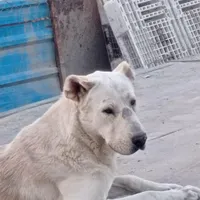 سگ سرابی اصیل ۱۲ ماهه