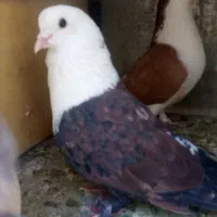 کلاغ