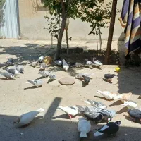 کفترساده جفتگاه جوج کشی