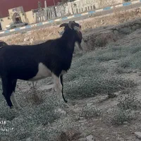 بز وبیک و تیشتر