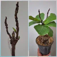راهنمایی داوطلبانه گل وگیاه طبیعی واپارتمانی