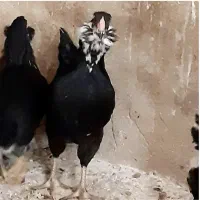 تخم‌مرغ جوجه نیمچه مرغ و خروس گلین خال سوزنی وطوسی
