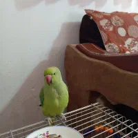 ملنگو|پرنده|گلپایگان, |دیوار