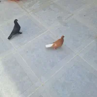 کفتر|پرنده|شیراز, پودنک|دیوار